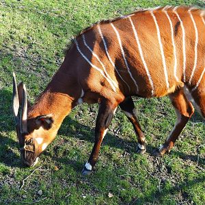 Mountain bongo (Tragelaphus eurycerus isaaci), Feb 27th, 2019