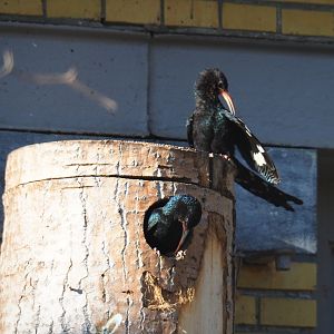 Green woodhoepoes (Phoeniculus purpureus), Feb 27th, 2019