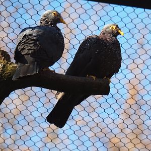 African olive pigeons (Columba arquatrix), Feb 27th, 2019