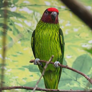 Goldie's lorikeet (Psitteuteles goldiei), Feb 27th, 2019