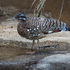 Sunbittern (Eurypyga helias), Feb 27th, 2019