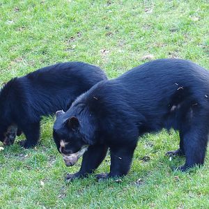 Spectacled bears (Tremarctos ornatus) Tinka and Zamora (Feb 27th, 2019)