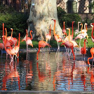 Carribean flamingos (Phoenicopterus ruber), Feb 27th, 2019