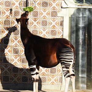 Okapia johnstoni (Feb 27th, 2019)