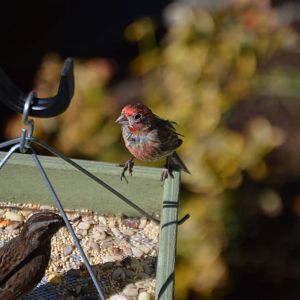Finch ID
