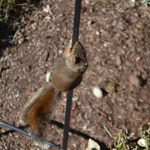Squirrel ID (Douglas?)
