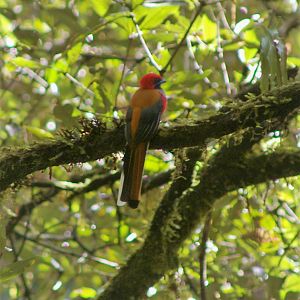 Male Whitehead's Trogon (Harpactes whiteheadi)