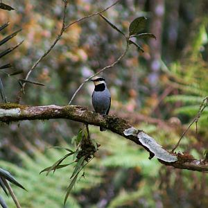 Black-breasted Fruit-hunter (Chlamydochaera jefferyi)