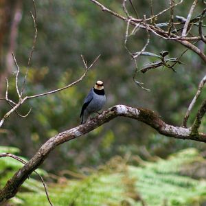 Black-breasted Fruit-hunter (Chlamydochaera jefferyi)