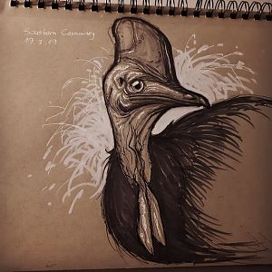 Cassowary zoo drawing