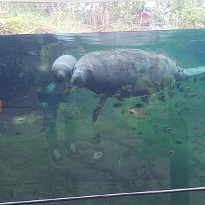 Manatee calf