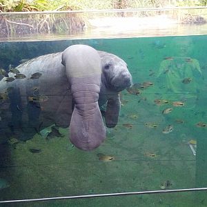 Manatee calf