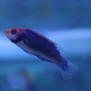 Red-eyed fairy wrasse - Cirrhilabrus solorensis