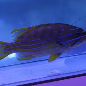 Blue-lined grouper - Cephalopholis polleni