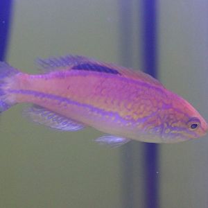 Pin-tailed fairy wrasse - Cirrhilabrus isosceles - male