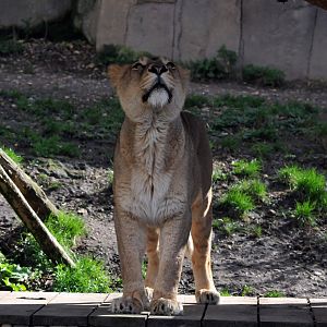 Asiatic lion female