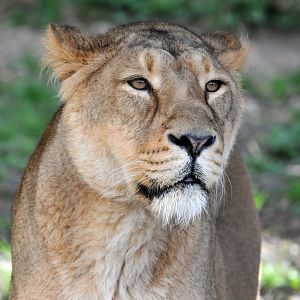Asiatic lion female