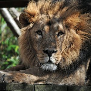 Asiatic lion male