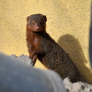 Dwarf mongoose