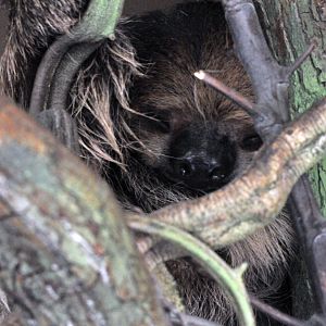 two toed sloth