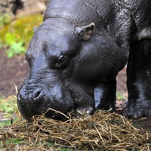 Pygmy hippopotomaus