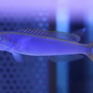 Flashing tilefish - Hoplolatilus chlupatyi