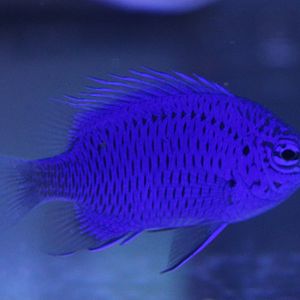 Springer's demoiselle - Chrysiptera springeri