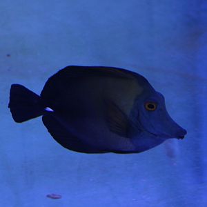Brush-tailed tang - Zebrasoma scopas