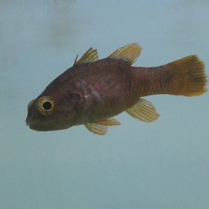 Fowleria cardinalfish - Fowleria isostigma