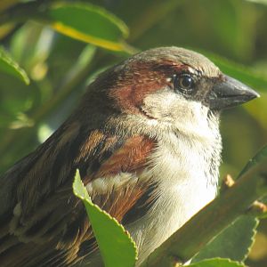 house sparrow
