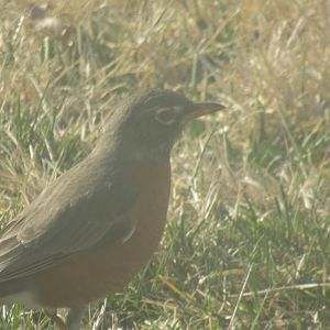 American robin