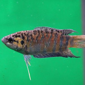 Macropodus opercularis