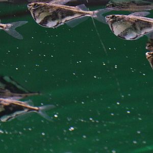 Camegiella strigata fasciata