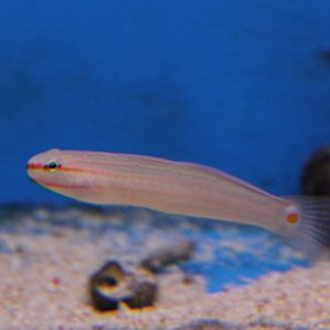 Orangemarked goby -  Amblygobius decussatus