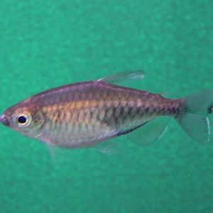 Phenacogrammus interruptus