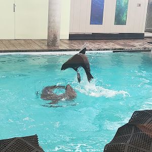 California sea lions - Tipper and Ron playing