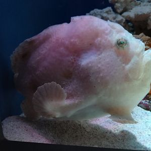 Ocellated frogfish
