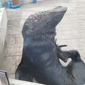 Northern fur seal - Chiidax