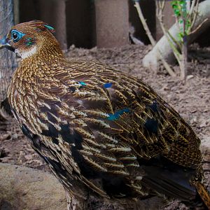 Himalayan Monal  at Turtle Back Zoo