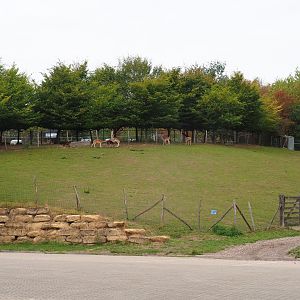 Fallow deer paddock (Aug 28th, 2018)