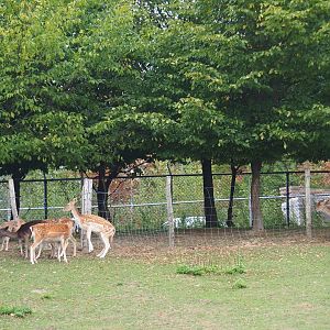 Common fallow deer (Dama dama), Aug 28th, 2018