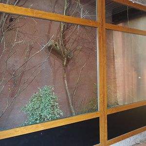 Brown capuchin - Guyanan toucanet - Crested wood partridge exhibit (Aug 28th, 2018)