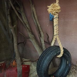 Brown capuchin - Guyanan toucanet - Crested wood partridge exhibit (Aug 28th, 2018)