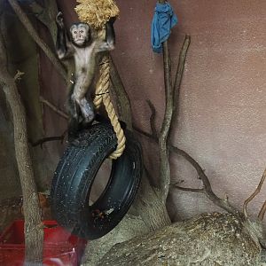 Brown capuchin (Sapajus apella) Mikey (Aug 28th, 2018)