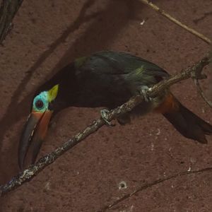 Guyanan toucanet (Selenidera piperivora), Aug 28th, 2018