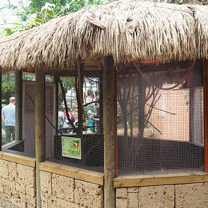 Curl-crested aracari aviary (Aug 28th, 2018)
