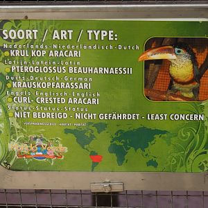 Sign Curl-crested aracari (Aug 28th, 2018)