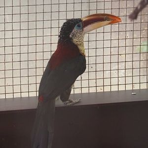 Curl-crested aracari (Pteroglossus beauharnaesii), Aug 28th, 2018