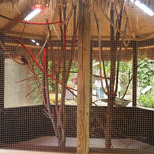 Aviary Curl-crested aracari (Aug 28th, 2018)