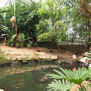 Greater flamingo and Chilean flamingo area in the Tropical hall (Aug 28th, 2018)